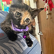 Stormy is registered to the contest to win money with this photo: cat, kitten, tortoiseshell, collar, bell, pet, animal, indoor, person, shoulder, face, ears, curious, closeup, door, decoration, painting, home, furniture, cute
