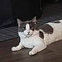 Roofie is registered to the contest to win money with this photo: animal, cat, cute, domestic_cat, ears, feline, floor, flooring, fur, gray_and_white, home, indoor, looking_at_camera, lying_down, mammal, paws, pet, relaxed, resting, whiskers