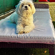 Teddybear participe au concours pour gagner de l'argent avec cette photo : dog, white_dog, fluffy, outdoor, lounge_chair, cushion, grass, sunlight, fence, play_equipment, pet, animal, relaxed, backyard, summer, daylight, cute, small_dog, fur, resting