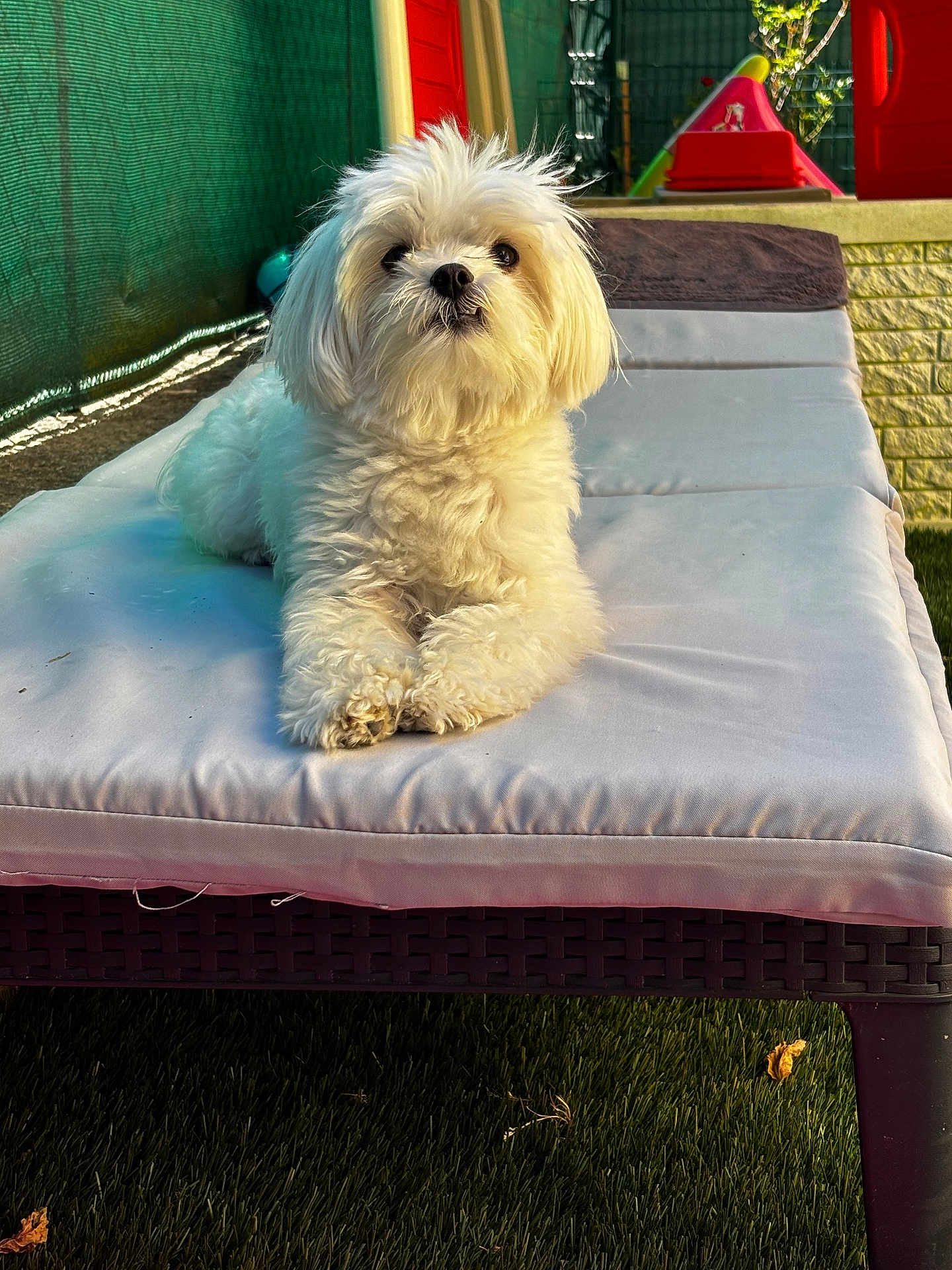 Teddybear participe au concours pour gagner de l'argent avec cette photo : dog, white_dog, fluffy, outdoor, lounge_chair, cushion, grass, sunlight, fence, play_equipment, pet, animal, relaxed, backyard, summer, daylight, cute, small_dog, fur, resting
