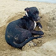 Yoyo a rejoint le concours — aidez-le/la à gagner de superbes lots ! dog, beach, sand, water, sea, animal, pet, black_dog, relaxing, outdoor, nature, human, person, blonde_hair, shore, summer, daytime, digging, calm, vacation