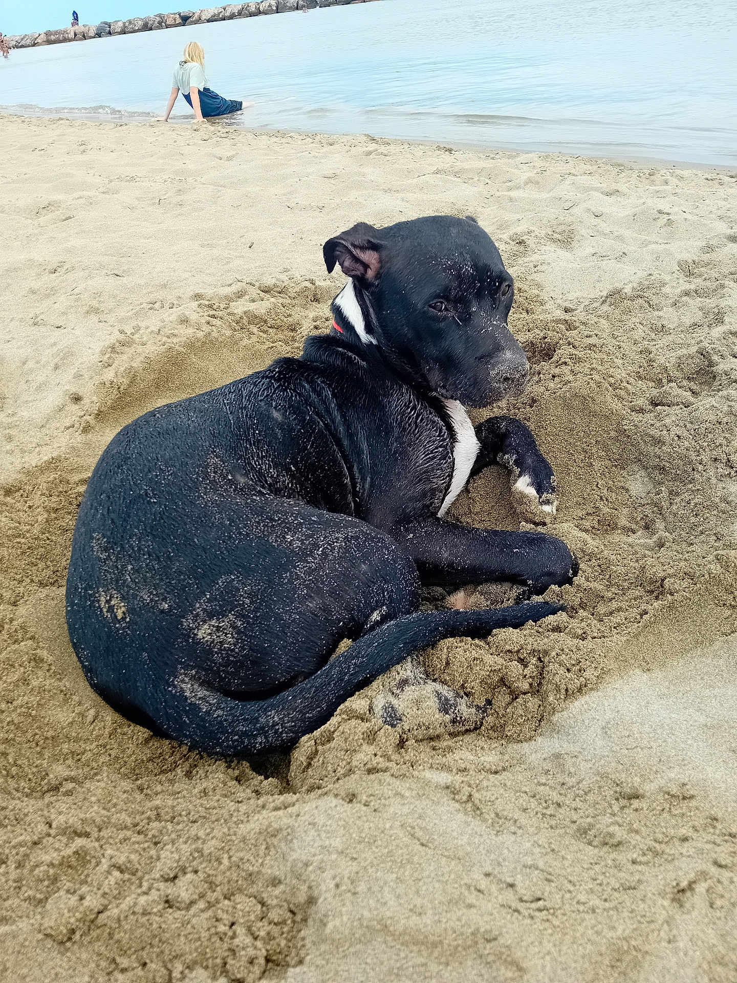 Yoyo a rejoint le concours — aidez-le/la à gagner de superbes lots ! dog, beach, sand, water, sea, animal, pet, black_dog, relaxing, outdoor, nature, human, person, blonde_hair, shore, summer, daytime, digging, calm, vacation