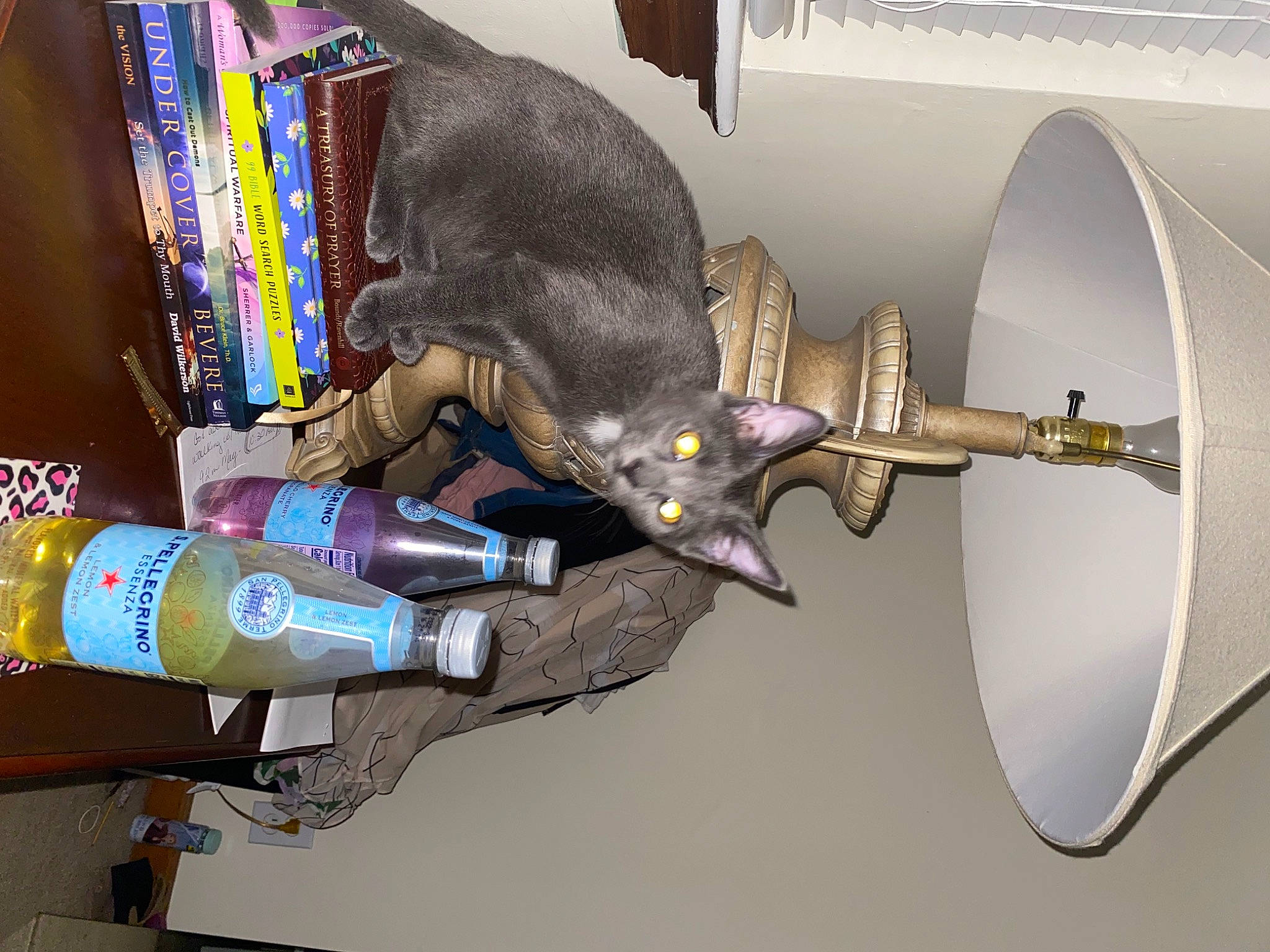 Jonah joined the competition — help win amazing prizes! blade, bottle, carnivore, cat, claw, domestic_short_haired_cat, felidae, gas, machine, small_to_medium_sized_cats, tail, whiskers