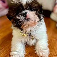 Tucker is registered to the contest to win money with this photo: puppy, dog, black_and_white, fluffy, small_breed, long_hair, sitting, portrait, pet, animal, brown_eyes, nose, collar, indoor, wooden_floor, home, cute, furry, front_view, adorable