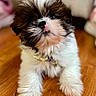 puppy, dog, black_and_white, fluffy, small_breed, long_hair, sitting, portrait, pet, animal, brown_eyes, nose, collar, indoor, wooden_floor, home, cute, furry, front_view, adorable