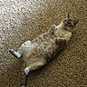 animal, belly_up, carpet, cat, ears, eyes, feline, fluffy, funny, fur, home, indoor, lying_down, pet, playful, portrait, raised_paws, relaxed, tail, whiskers