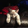animal, blanket, blue_eyes, cat, couch, cozy, cream_fur, dramatic_lighting, ears, front_paws, indoor, kitten, leather, nose, pet, portrait, red_blanket, relaxed, sleepy, whiskers