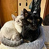 adorable, animals, black_cat, cats, close_up, cozy, cuddling, feline, furniture, home, indoors, kitten, pet_bed, pets, portrait, sitting, soft_blanket, three_cats, white_cat, wooden_door