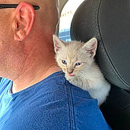 Sawyer Huckleberry is registered to the contest to win money with this photo: animal, blue_eyes, blue_shirt, car, car_seat, cat, closeup, companion, cream_fur, cute, glasses, interior, kitten, man, person, pet, portrait, shoulder, sleepy, vehicle