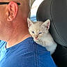 animal, blue_eyes, blue_shirt, car, car_seat, cat, closeup, companion, cream_fur, cute, glasses, interior, kitten, man, person, pet, portrait, shoulder, sleepy, vehicle