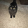 Fidget Joseph Cress joined the competition — help win amazing prizes! animal, black_cat, carpet, cat, couch, dark_fur, ears, flash_photography, floor, fluffy, furry, glowing_eyes, home, indoor, pet, portrait, standing, tail, whiskers, yellow_eyes