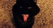 Fidget Joseph Cress joined the competition — help win amazing prizes! animal, black_cat, carpet, cat, close_up, feline, floor, fluffy, funny, home, indoor, open_mouth, pet, playful, portrait, red_toy, tongue_out, toy, white_toy, yellow_eyes