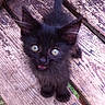 Fidget Joseph Cress joined the competition — help win amazing prizes! adorable, animal, black_cat, cat, close_up, fluffy, furry, golden_eyes, kitten, meowing, natural_light, outdoor, pet, pink_tongue, playful, portrait, purple_tone, sitting, weathered_wood, wooden_bench