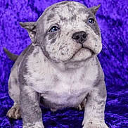 Scrappy Doodle is registered to the contest to win money with this photo: animal, bulldog, canine, cute, dog, floppy_ears, front_view, gray_coat, paws, pet, photography, portrait, puppy, purple_background, short_muzzle, sitting, studio, tail, velvet, white_coat