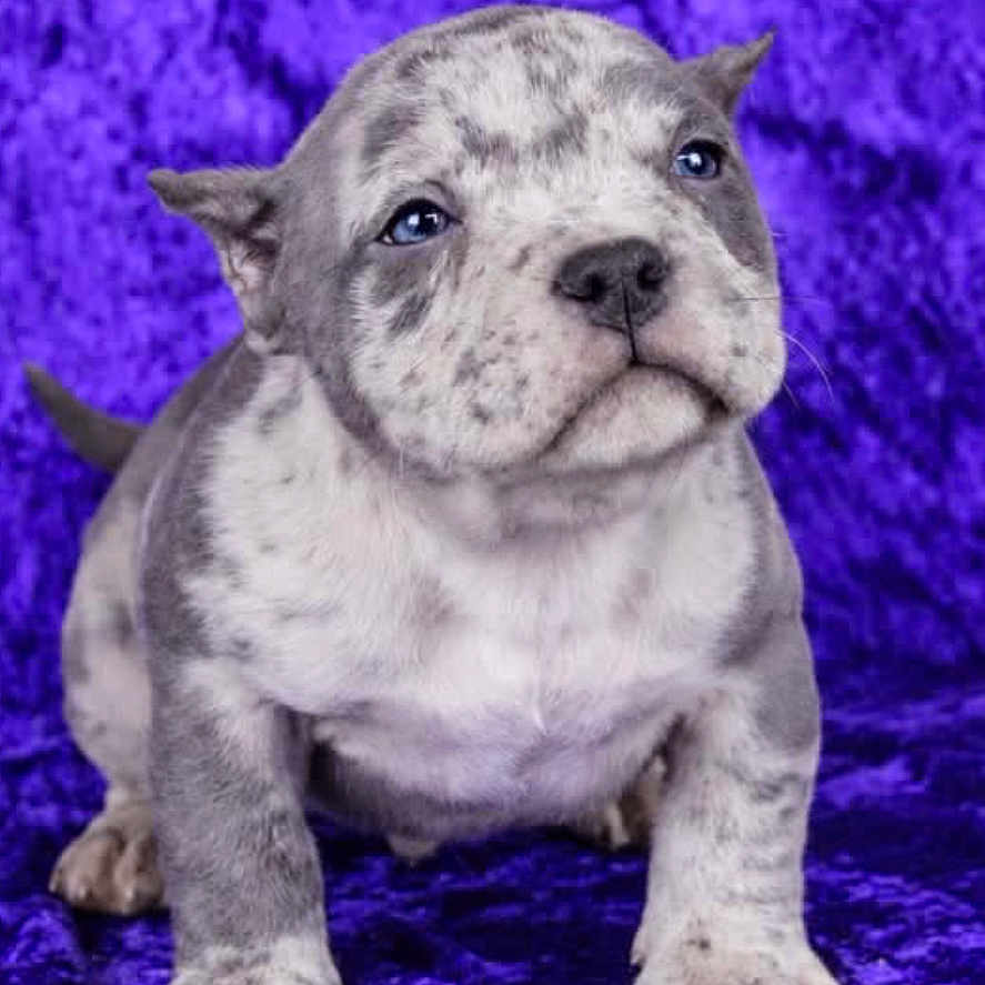 Scrappy Doodle is registered to the contest to win money with this photo: animal, bulldog, canine, cute, dog, floppy_ears, front_view, gray_coat, paws, pet, photography, portrait, puppy, purple_background, short_muzzle, sitting, studio, tail, velvet, white_coat