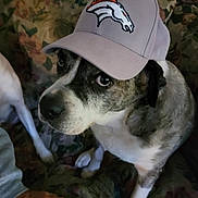 Duke joined the competition — help win amazing prizes! animal, brindle_fur, cap, close_up, companion, couch, cute, denver_broncos, dog, domestic_animal, expressive_eyes, floral_pattern, fur, hat, indoor, looking_up, pet, portrait, sitting, sporty