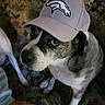 animal, brindle_fur, cap, close_up, companion, couch, cute, denver_broncos, dog, domestic_animal, expressive_eyes, floral_pattern, fur, hat, indoor, looking_up, pet, portrait, sitting, sporty