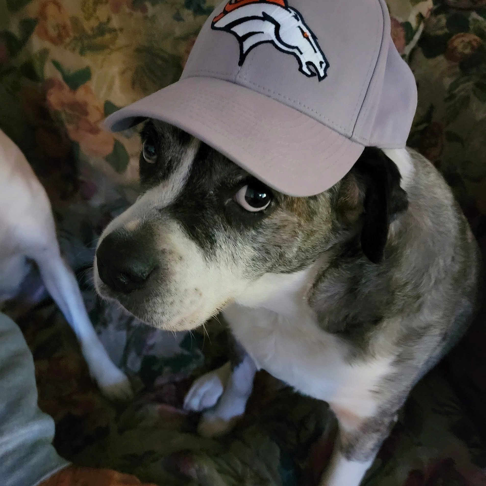 Duke