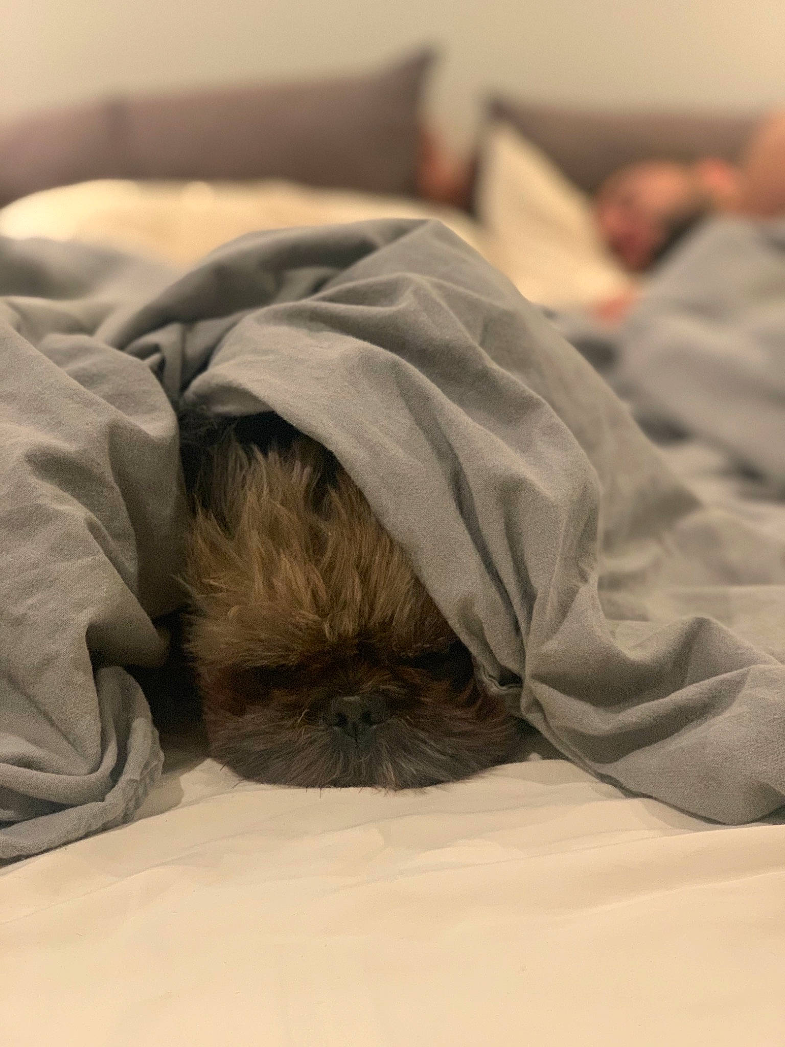 Maxwell joined the competition — help win amazing prizes! bed_sheet, comfort, linens, nap, room, sleep