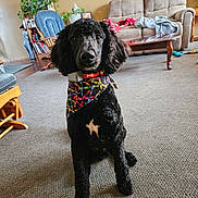 Buster is registered to the contest to win money with this photo: dog, poodle, black_dog, bandana, colorful, carpet, living_room, furniture, sofa, table, plant, blanket, indoor, pet, animal, cute, sitting, portrait, cozy, home
