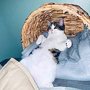 Saiko participe au concours pour gagner de l'argent avec cette photo : cat, fluffy, white, tabby, relaxed, lying_down, basket, blanket, cozy, indoor, pet, fur, cute, animal, comfort, resting, wide_eyes, pink_nose, paws, home