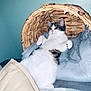 cat, fluffy, white, tabby, relaxed, lying_down, basket, blanket, cozy, indoor, pet, fur, cute, animal, comfort, resting, wide_eyes, pink_nose, paws, home