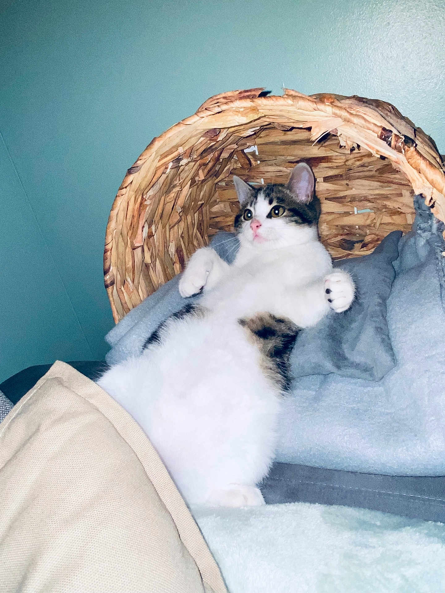 Saiko participe au concours pour gagner de l'argent avec cette photo : cat, fluffy, white, tabby, relaxed, lying_down, basket, blanket, cozy, indoor, pet, fur, cute, animal, comfort, resting, wide_eyes, pink_nose, paws, home