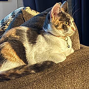Violet joined the competition — help win amazing prizes! cat, gray_and_white, pet, animal, feline, sitting, lounging, armchair, furniture, collar, bell, whiskers, ears, tail, fur, yellow_eyes, indoor, living_room, curtain, sunlight