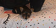 Patapouf participe au concours pour gagner de l'argent avec cette photo : bed, blanket, colorful, companion, cozy, cute, dog, domestic, ears, fur, indoor, lying_down, patterned, person, puppy, relaxing, resting, sleepy, small, textile