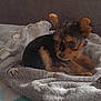 Patapouf participe au concours pour gagner de l'argent avec cette photo : animal, black, blanket, brown, companion, couch, cozy, curled_up, cute, dog, ears, fur, indoors, pet, puppy, relaxing, small, soft, star_pattern, young