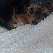 Patapouf participe au concours pour gagner de l'argent avec cette photo : adorable, animal, close_up, comfort, cozy, cute, ears, fluffy_blanket, fur, indoor, lying_down, nose, paw, pet, puppy, resting, sleepy, small_dog, soft_texture, warm