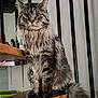 Silver a rejoint le concours — aidez-le/la à gagner de superbes lots ! animal, cat, close_up, domestic_cat, ears, feline, fluffy, fur, furniture, indoor, long_hair, looking, maine_coon, pet, portrait, sitting, tail, whiskers, wooden_shelf, yellow_eyes