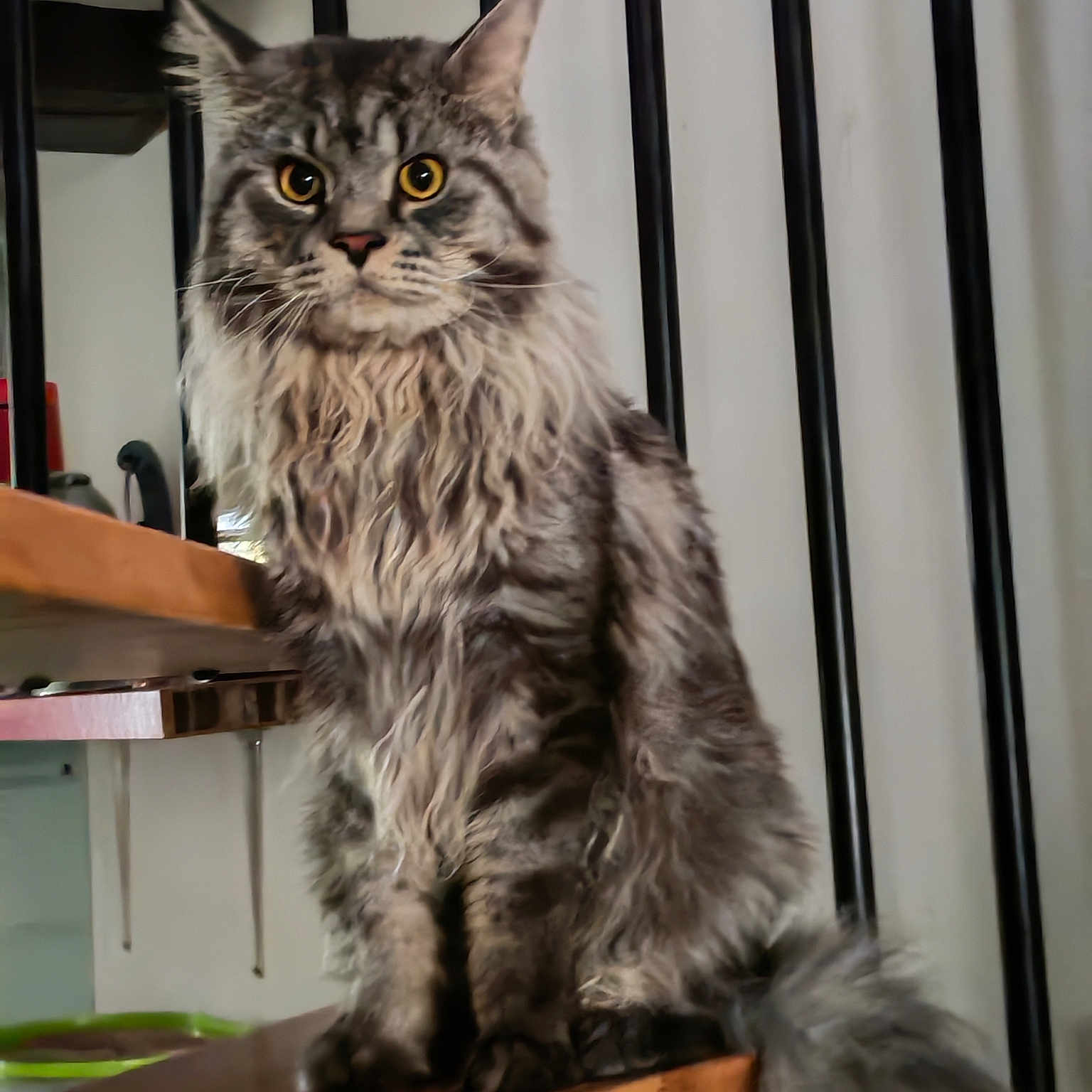 Silver participe au concours pour gagner de l'argent avec cette photo : animal, cat, close_up, domestic_cat, ears, feline, fluffy, fur, furniture, indoor, long_hair, looking, maine_coon, pet, portrait, sitting, tail, whiskers, wooden_shelf, yellow_eyes