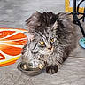 Silver a rejoint le concours — aidez-le/la à gagner de superbes lots ! cat, fluffy, gray_cat, yellow_eyes, metal_bowl, indoor, mat, rug, floor, pet, animal, resting, feline, long_hair, whiskers, ears, paws, close_up, domestic_cat, curious