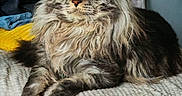 Silver a rejoint le concours — aidez-le/la à gagner de superbes lots ! cat, maine_coon, pet, animal, feline, long_hair, yellow_eyes, lying_down, blanket, bed, indoor, cozy, fur, whiskers, portrait, relaxed, domestic, tabby, resting, cute