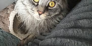 Silver a rejoint le concours — aidez-le/la à gagner de superbes lots ! animal, blanket, cat, closeup, cozy, curious, cute, domestic_cat, face, feline, fluffy, fur, indoor, looking_up, pet, resting, soft_texture, tabby, whiskers, yellow_eyes