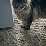 cat, fluffy, long_hair, yellow_eyes, indoor, shaggy_rug, feline, pet, animal, fur, whiskers, ears, mammal, domestic_cat, standing, close_up, portrait, carpet, home, serious_expression