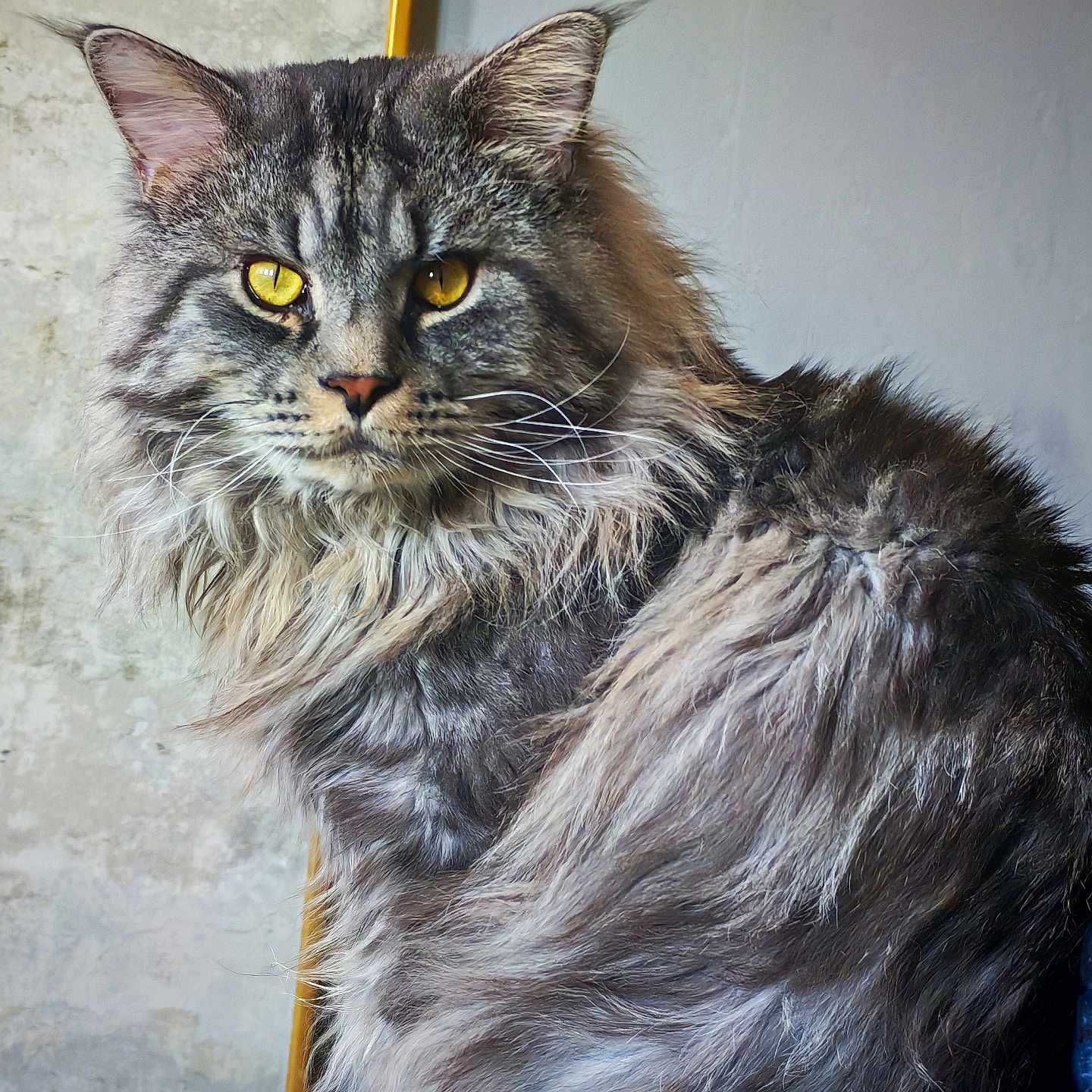 Silver a rejoint le concours — aidez-le/la à gagner de superbes lots ! cat, maine_coon, fluffy, long_hair, yellow_eyes, pet, animal, feline, portrait, indoor, close_up, fur, whiskers, ears, sitting, looking, domestic_animal, cute, face, mammal