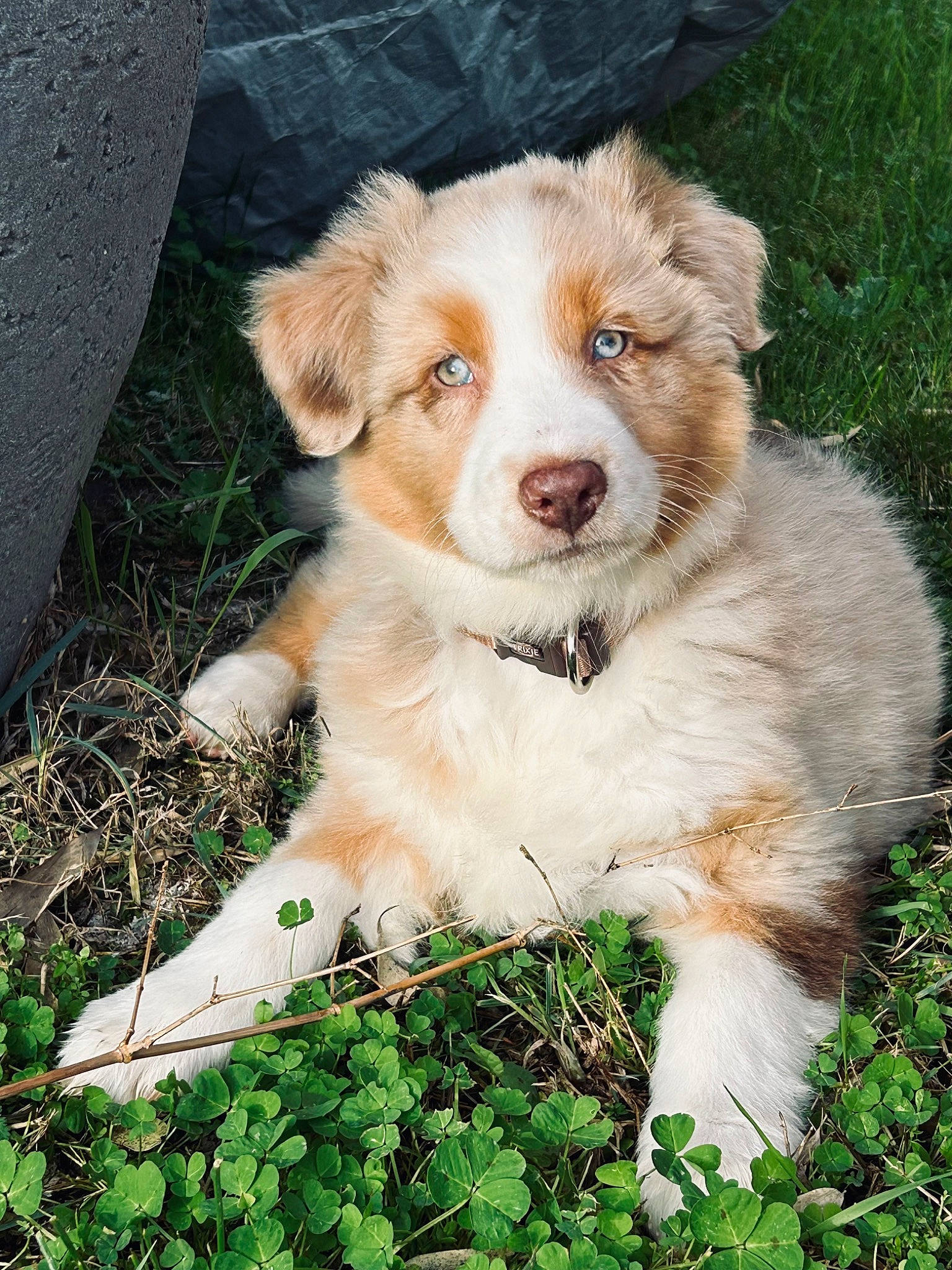 Una participe au concours pour gagner de l'argent avec cette photo : ancient_dog_breeds, canidae, carnivore, companion_dog, dog, dog_breed, fawn, fur, grass, herding_dog, plant, puppy, snout, sporting_group, terrestrial_animal, whiskers, working_dog