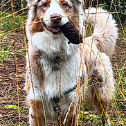 Una participe au concours pour gagner de l'argent avec cette photo : animal, ball, canine, dog, football, grass, herbal, herbs, husky, land, nature, outdoors, pet, plant, puppy, rock, soil, tree, vegetation, woodland