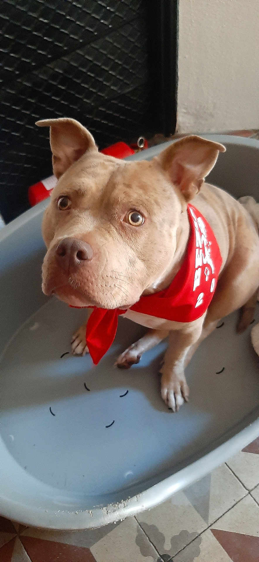 Teana participe au concours pour gagner de l'argent avec cette photo : dog, pet_bed, red_bandana, brown_dog, indoor, floor_tiles, curious, looking_up, ears_up, short_fur, plastic_bed, close_up, animal, companion, domestic, canine, pet, household, portrait, sitting