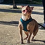 Teana participe au concours pour gagner de l'argent avec cette photo : dog, outdoor, sunlight, harness, happy, pet, animal, leash, person, walking, grass, tree, shadow, playful, canine, daylight, park, excited, tongue, running
