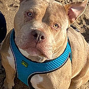 Teana participe au concours pour gagner de l'argent avec cette photo : dog, pitbull, blue_harness, sand, beach, paw_prints, canine, pet, outdoor, sunlight, animal, closeup, portrait, sitting, brown_fur, ears_up, looking_up, friendly, cute, companion