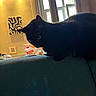 cat, black_cat, pet, animal, feline, indoors, living_room, couch, furniture, sitting, standing, silhouette, dark_fur, pointed_ears, whiskers, windows, daylight, home_decor, wall_art, cozy