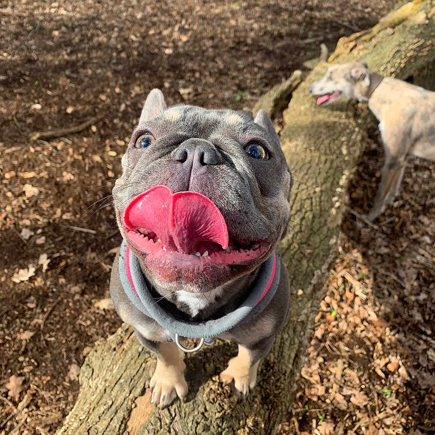 Cali is registered to the contest to win money with this photo: animal, bodypart, boxer, bulldog, canine, dog, face, frenchbulldog, head, mouth, person, pet, photography, pitbull, plant, portrait, puppy, rock, soil, whitedog