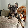 Cali is registered to the contest to win money with this photo: french_bulldog, dog, pet, couch, living_room, blanket, paw, relaxed, indoor, cute, animal, mammal, fur, ears, snout, brown, black, white, home, comfort
