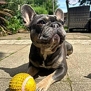 Cali joined the competition — help win amazing prizes! dog, french_bulldog, outdoor, patio, toy, yellow_ball, sunlight, garden, greenery, pavement, pet, animal, playing, resting, closeup, daylight, ears, face, paw, relaxation