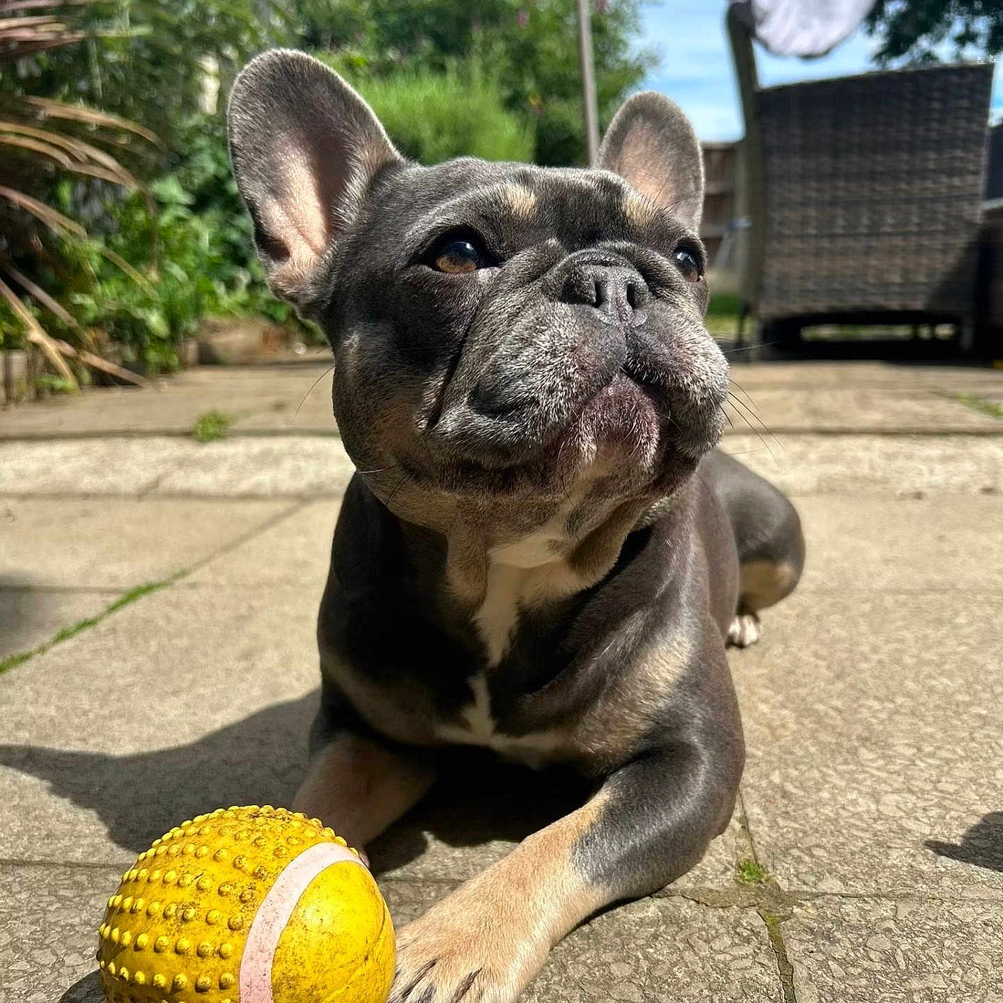 Cali joined the competition — help win amazing prizes! dog, french_bulldog, outdoor, patio, toy, yellow_ball, sunlight, garden, greenery, pavement, pet, animal, playing, resting, closeup, daylight, ears, face, paw, relaxation