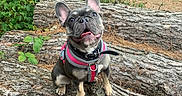 Cali is registered to the contest to win money with this photo: animal, bulldog, canine, dog, face, frenchbulldog, grass, head, herbal, herbs, nature, outdoors, person, pet, plant, puppy, rock, soil, tree, vegetation