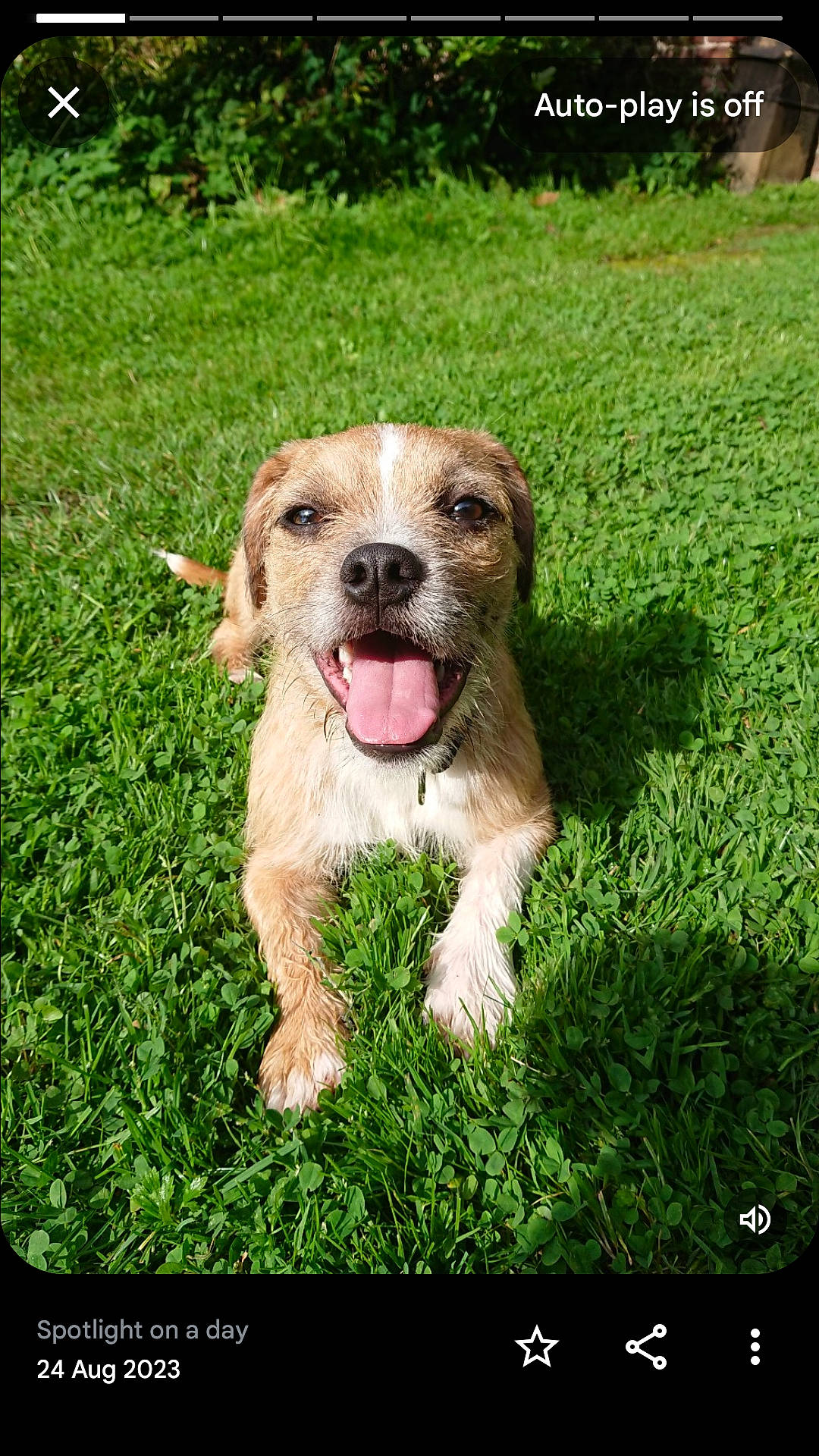 Dougie is registered to the contest to win money with this photo: carnivore, circle, companion_dog, dog, dog_breed, fawn, fur, grass, grass_family, groundcover, happy, lawn, liver, people_in_nature, photo_caption, plant, rectangle, retriever, whiskers, working_animal